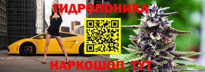 стаф Кинель